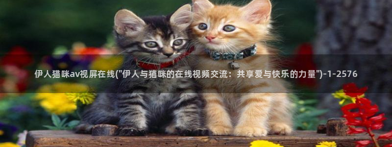 伊人宗和网视频：伊人猫咪av视屏在线(\